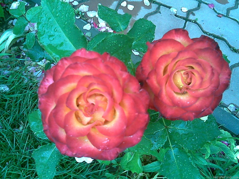 'High Society® (florists rose, Interplant, 2000)' rose photo