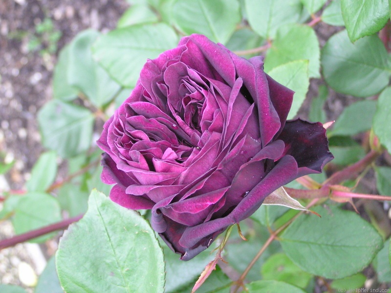'The Prince ®' rose photo