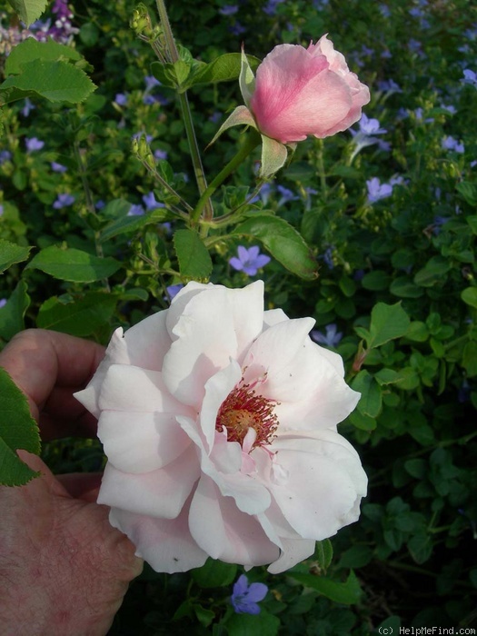 'Geisha (floribunda, Tantau, 1964)' rose photo