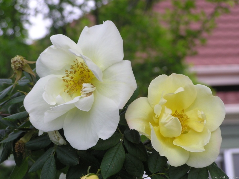 'Frühlingsgold' rose photo