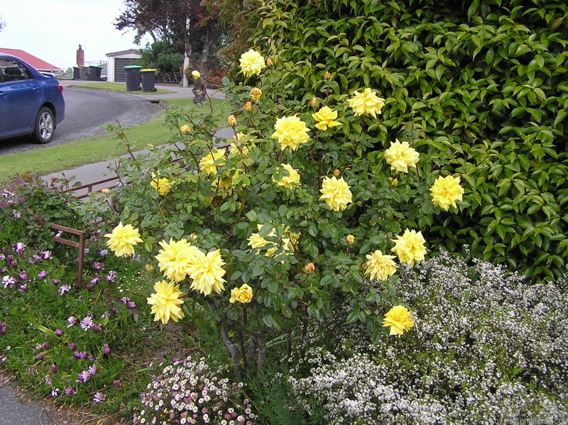 'Spek's Yellow' rose photo
