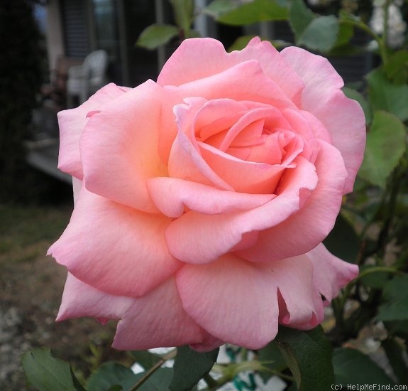 'St. Brigid's Rose' rose photo