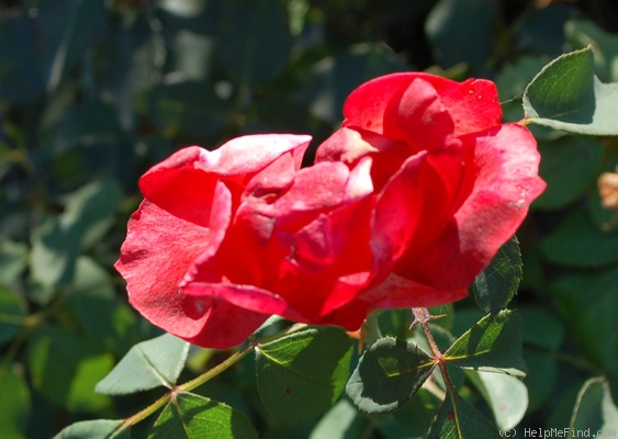 'Athos ® (floribunda, Laperrière, 1965)' rose photo
