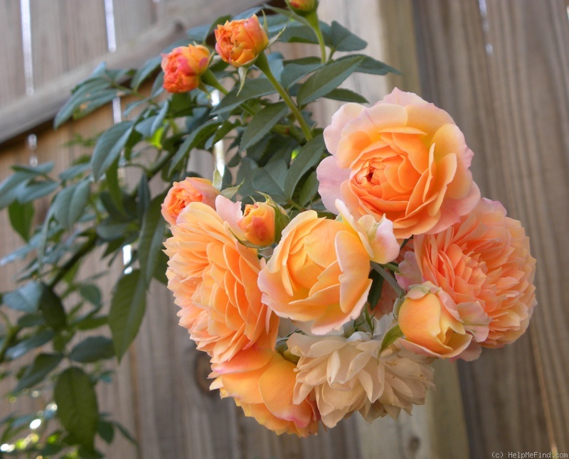 'Jeri Jennings' rose photo