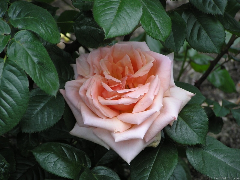 'Sweet Perfume' rose photo