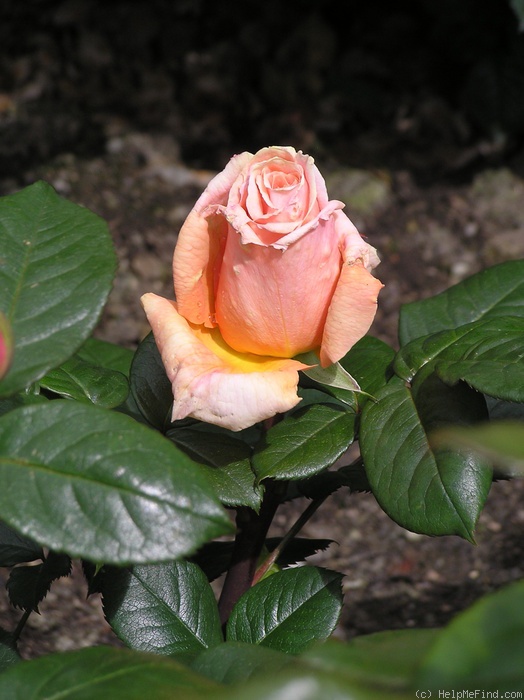 'Sweet Perfume' rose photo