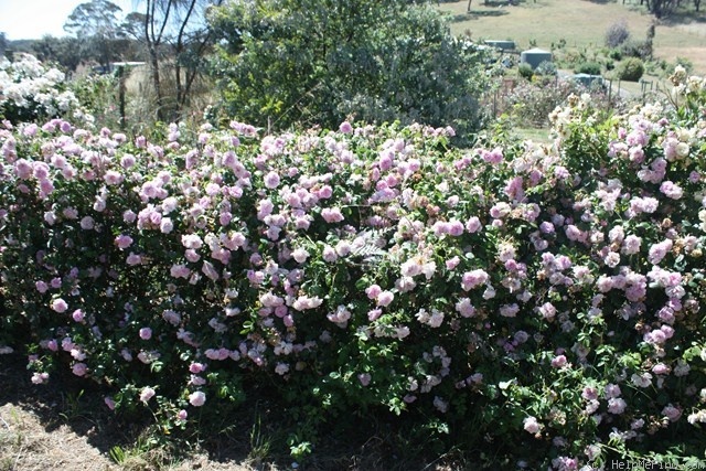 'May Queen (Rambler, Van Fleet, 1898)' rose photo