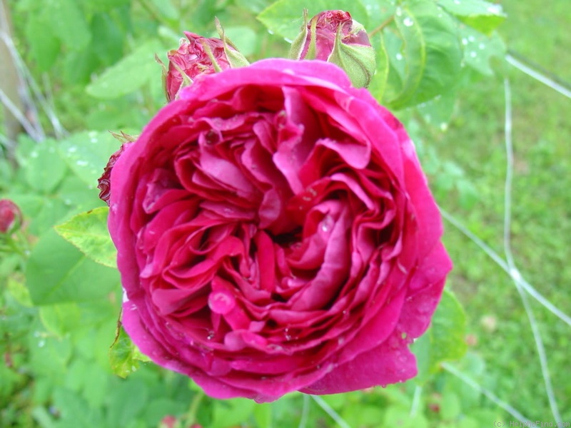 'Victor Emmanuel' rose photo