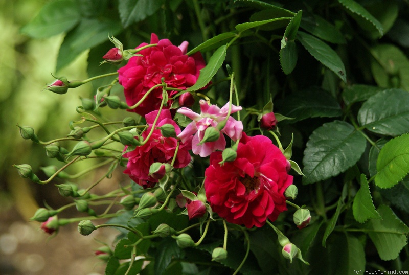 'Paulette Bentall' rose photo