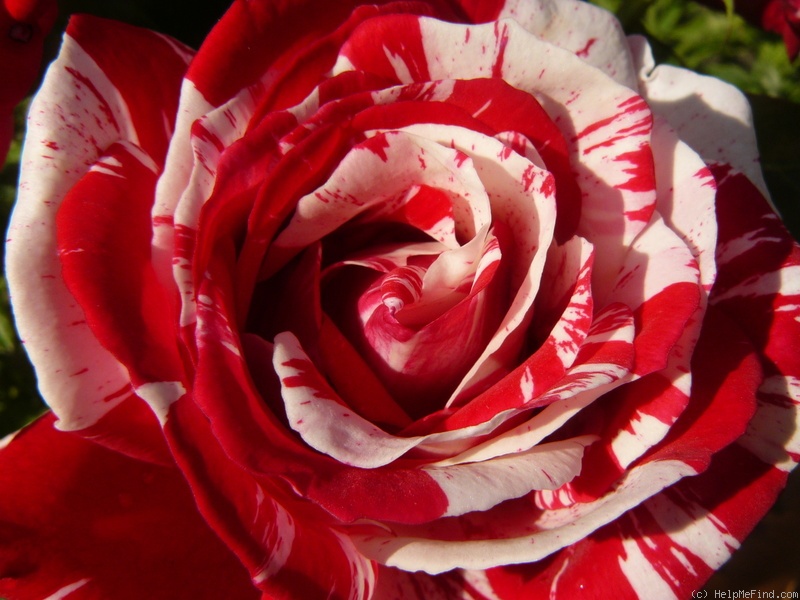 'Scentimental ™ (floribunda, Carruth 1996)' rose photo