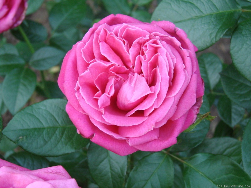 'Senteur Royale ® (hybrid tea, Tantau 2004)' rose photo