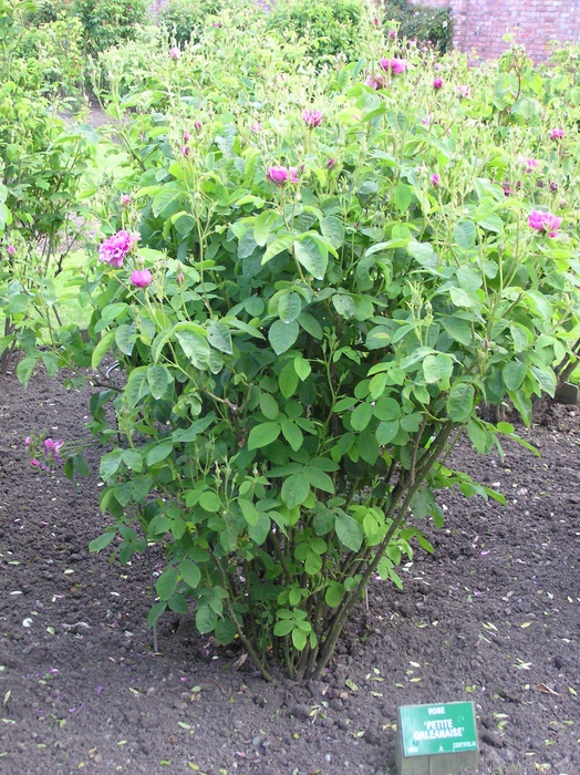 'Petite Orléanaise' rose photo