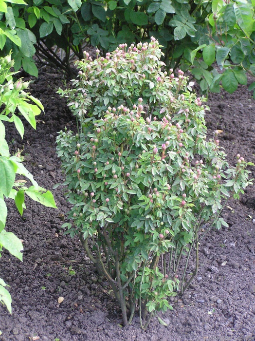 'R. centifolia parvifolia' rose photo