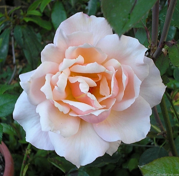 'Anne Watkins' rose photo