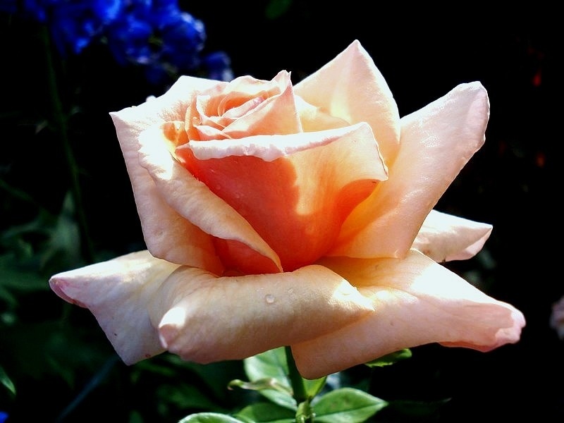 'Paco Rabanne ®' rose photo
