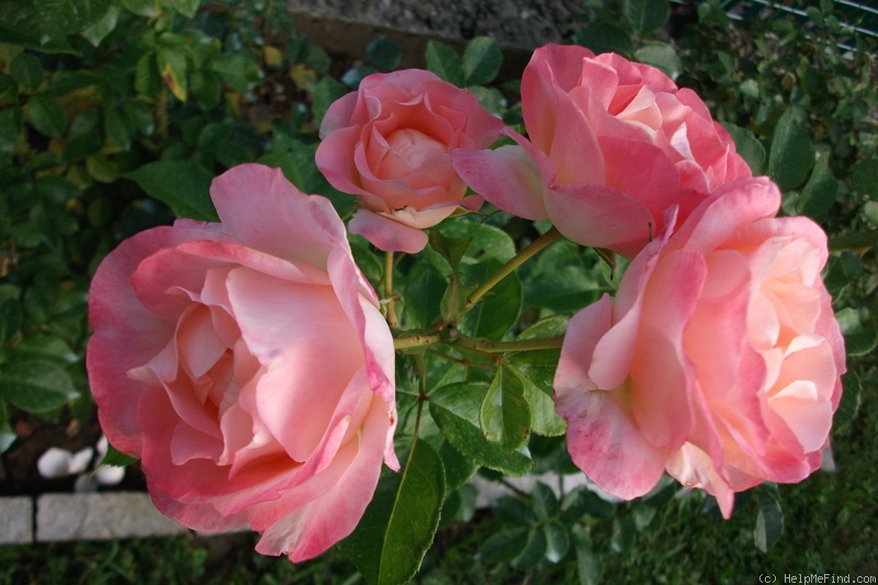 'Panthère Rose ®' rose photo