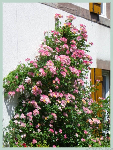 'Suzon' rose, click to enlarge 'Suzon' rose photo