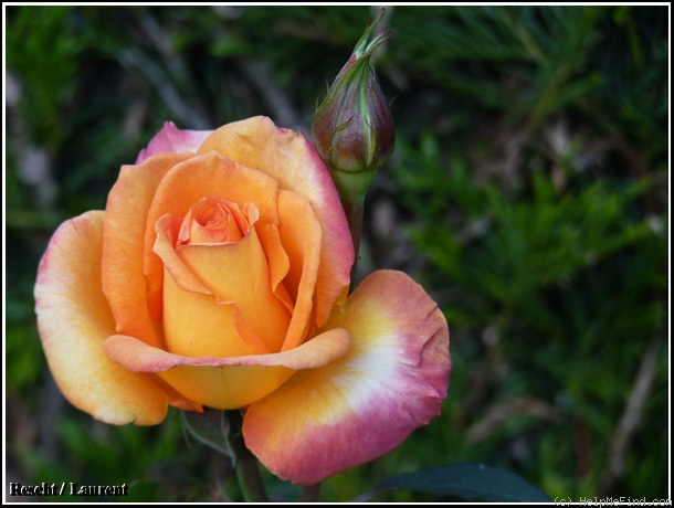 'Raymond Kopa ®' rose photo