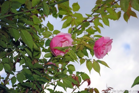'Lijang Rose' rose photo