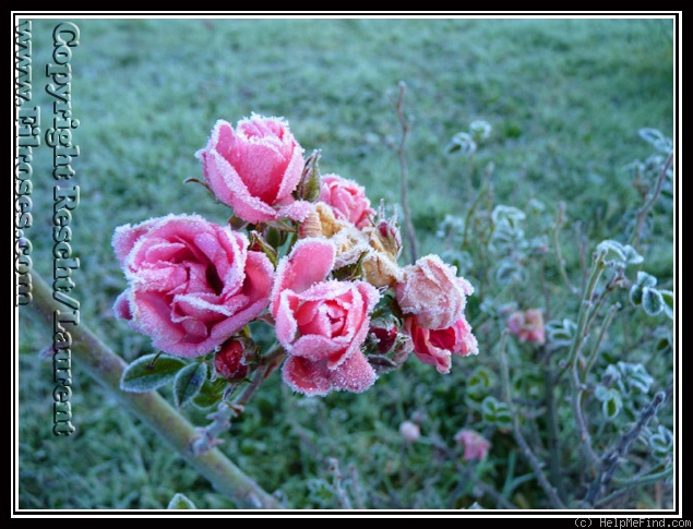 'Ferdy' rose photo