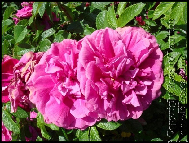 'Hansa (Rugosa, Schaum & Van Tol, 1905)' rose photo
