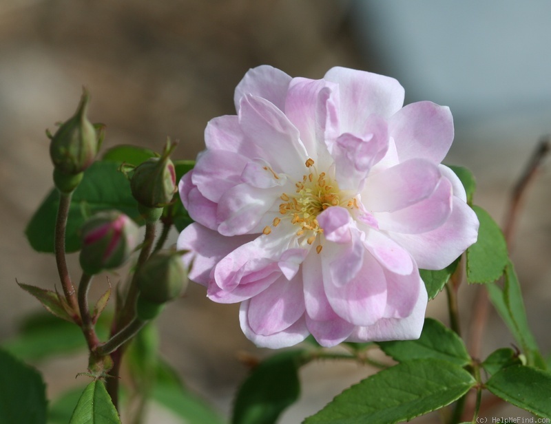 'Champneys' Pink Cluster' rose photo
