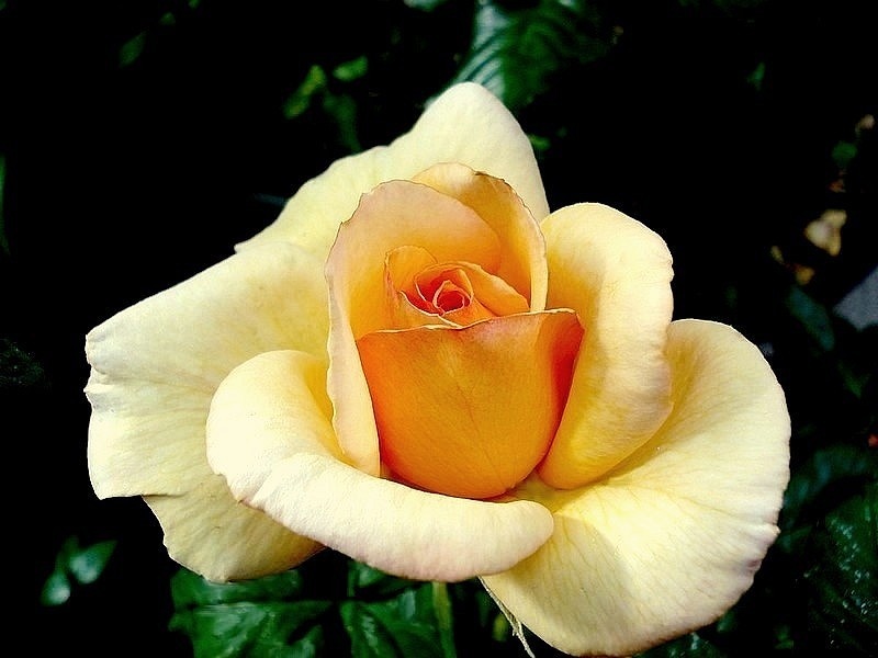 'Tahitian Sunset ™' rose photo