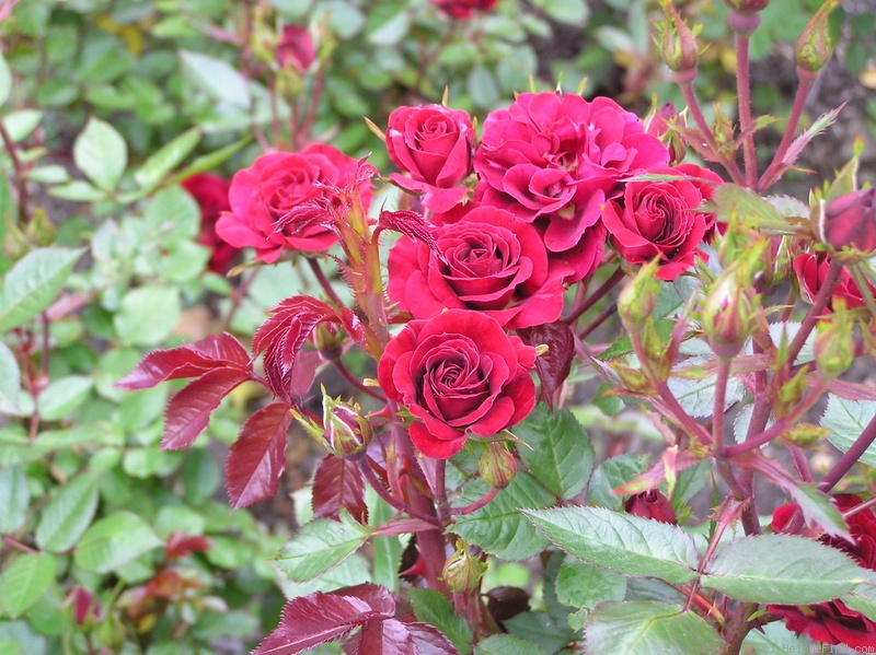 'Dusky Dancer' rose photo