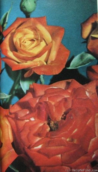 'Samba ® (floribunda, Kordes, 1964)' rose photo