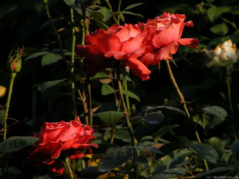 'Komet' rose photo