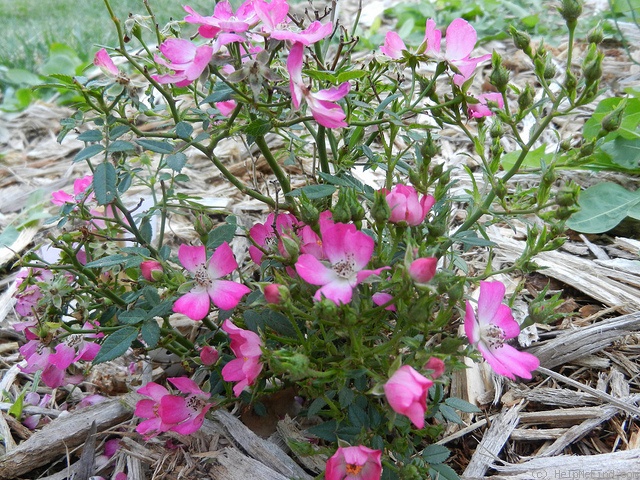 'Cineraire' rose photo