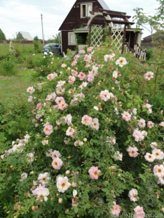 'Frühlingsduft (Hybrid Spinossima, Kordes, 1949)' rose photo
