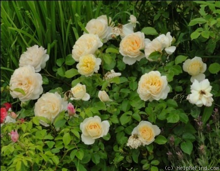 'Jardins de l'Essonne ®' rose photo