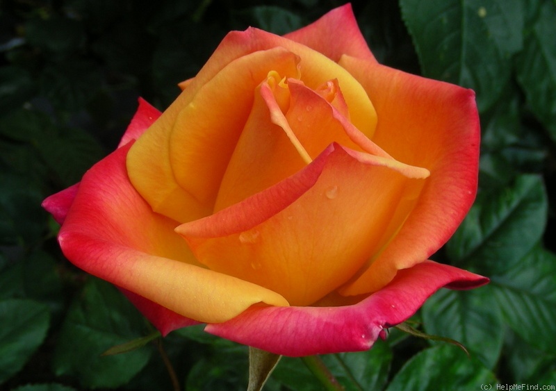 'Delta Gold ™' rose photo