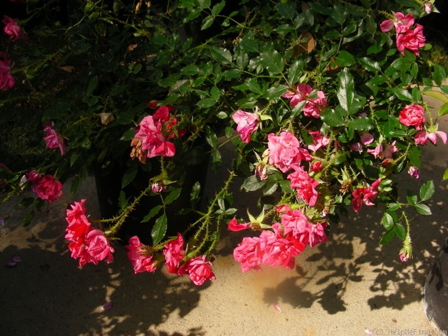'Rose Gilardi ' Rose Photo