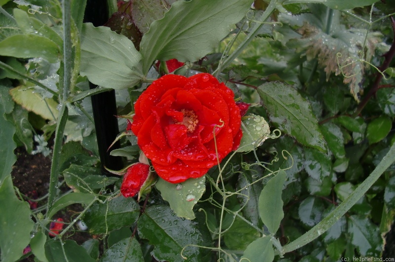 'Brillant Korsar ®' rose photo