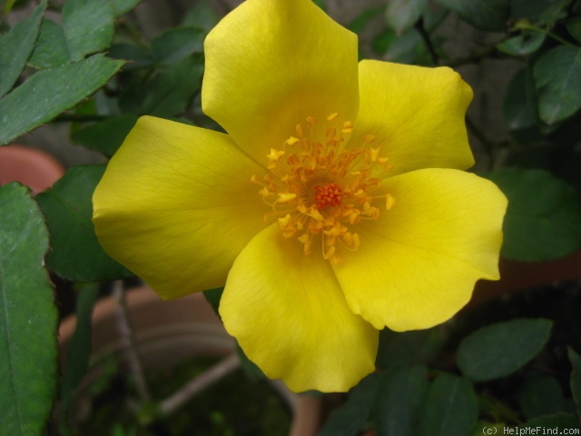 'Amanogawa' rose photo