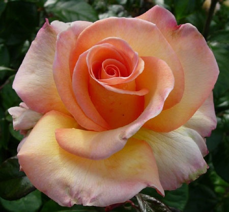 'CHEwalma' rose photo