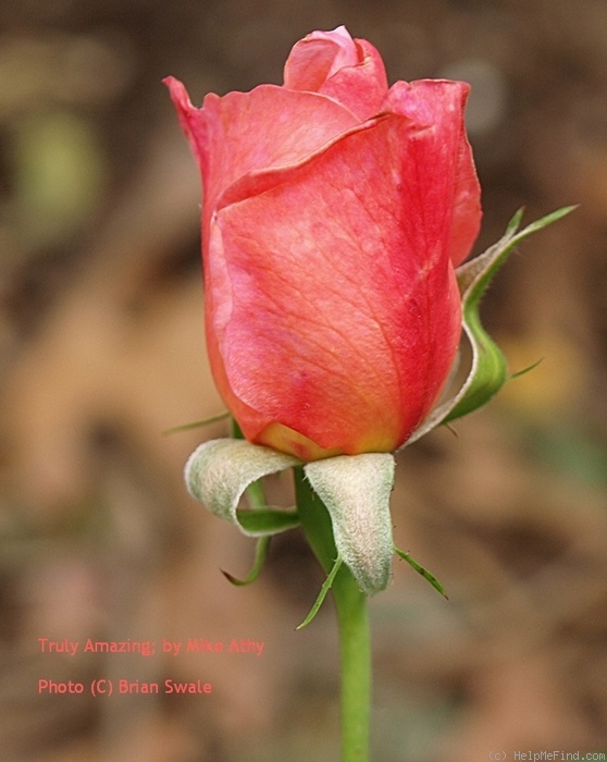 'Truly Amazing' rose photo