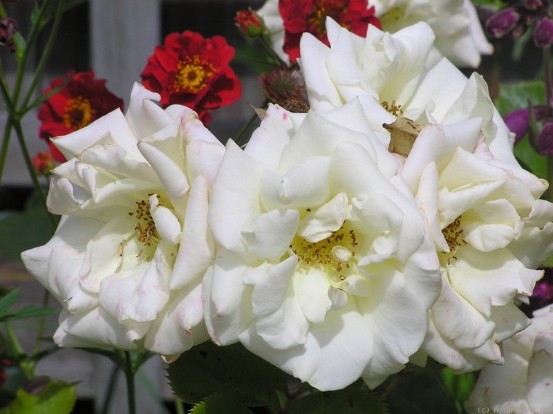 'Scentasia' rose photo