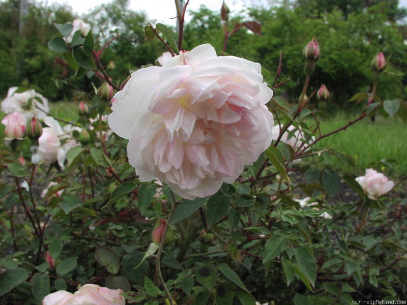 'Mademoiselle de Sombreuil' rose photo