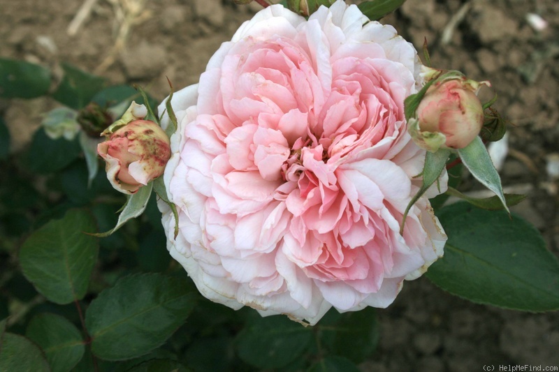 'Alexandra - Princesse de Luxembourg ®' rose photo