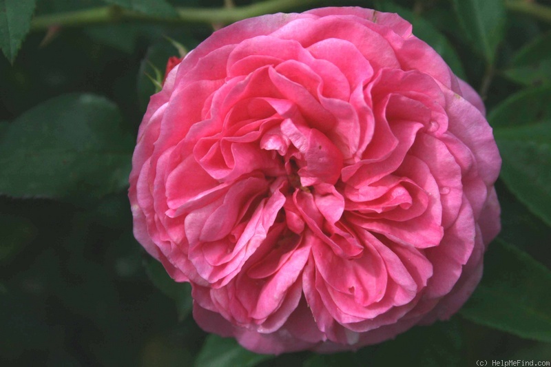 'Baronesse ® (floribunda, Evers/Tantau, 2009)' rose photo