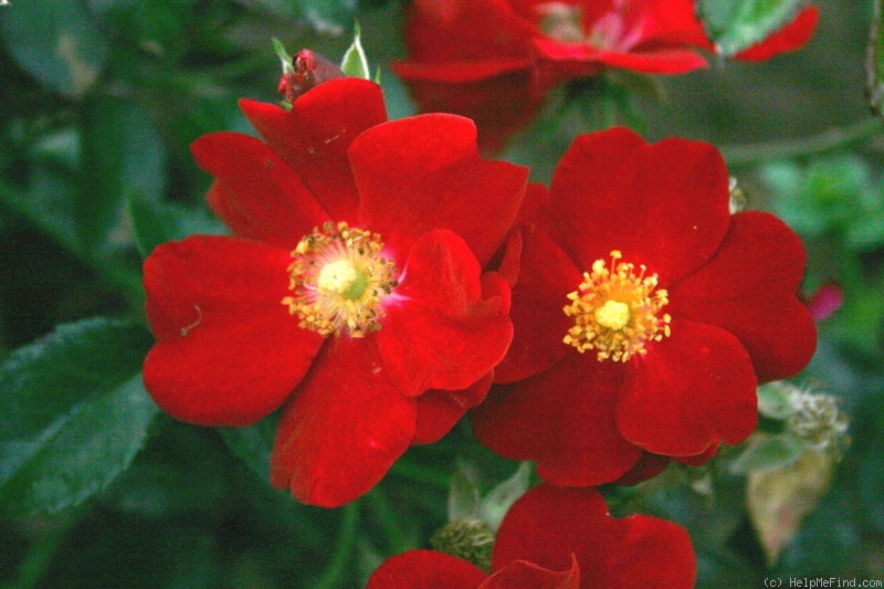 'Bassino ®' rose photo