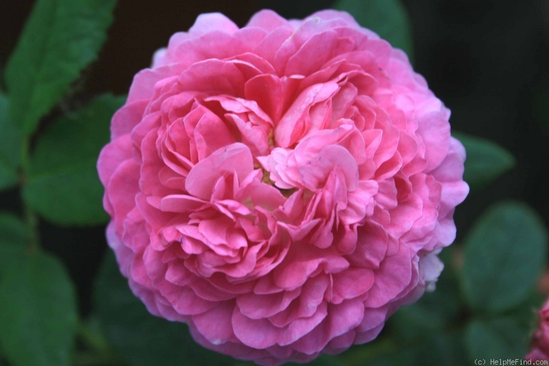 'Bérénice (gallica, Vibert, 1818)' rose photo