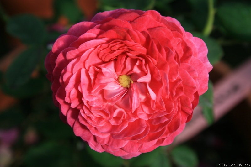 'Bérénice (gallica, Vibert, 1818)' rose photo