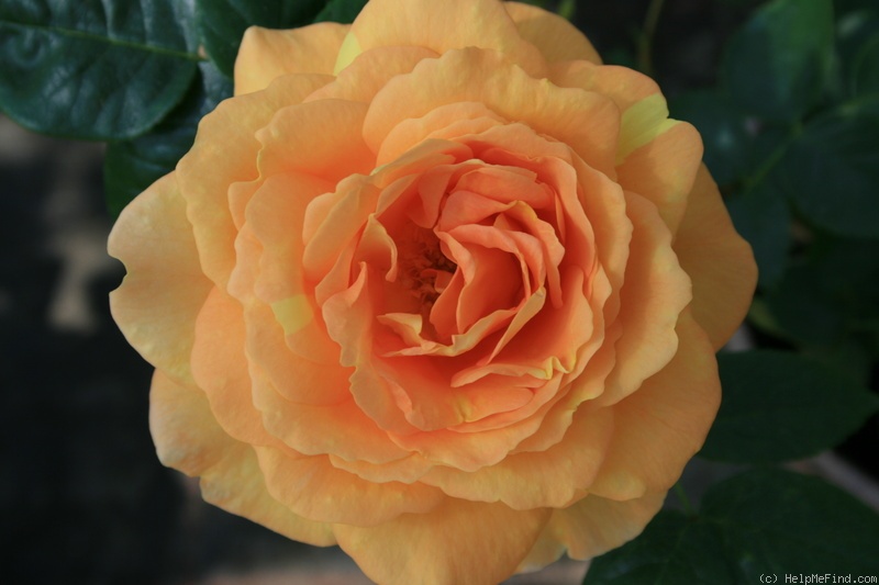 'Tantau's Bernsteinrose' rose photo