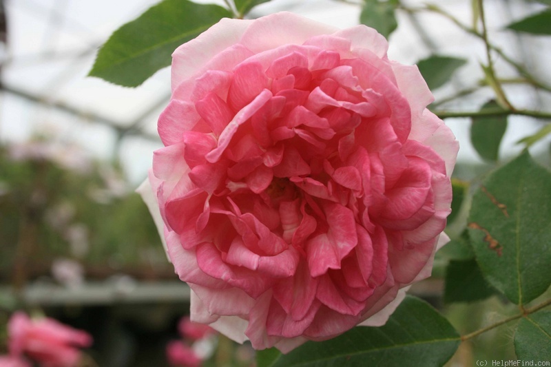 'Blairii II' rose photo