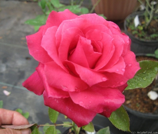 'Sarah Bailey' rose photo