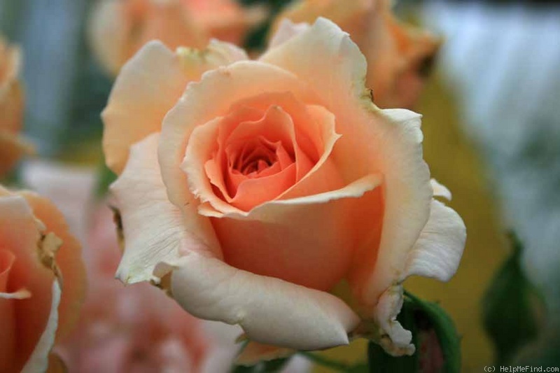 'Duftwunder' rose photo
